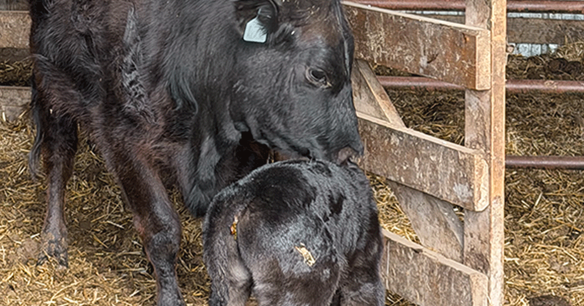 cow-and-calf-1.gif