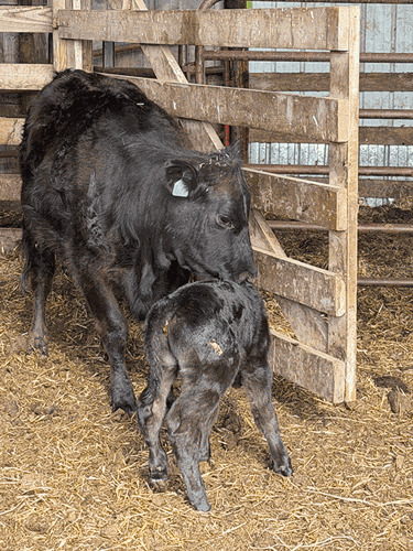 cow-and-calf-1.gif