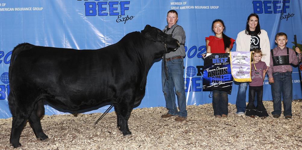 Reserve grand champion Angus bull at 2023 World Beef Expo