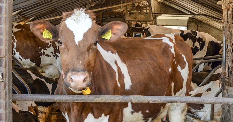 Dairy cow in barn