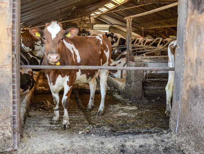 Dairy cow in barn