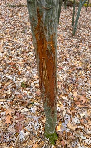 Deer rub