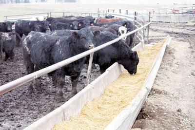 feedstuff for cattle