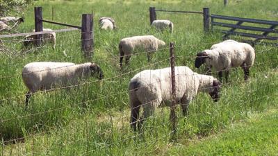 Sheep in outdoor pen