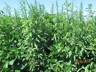Waterhemp in Soybeans
