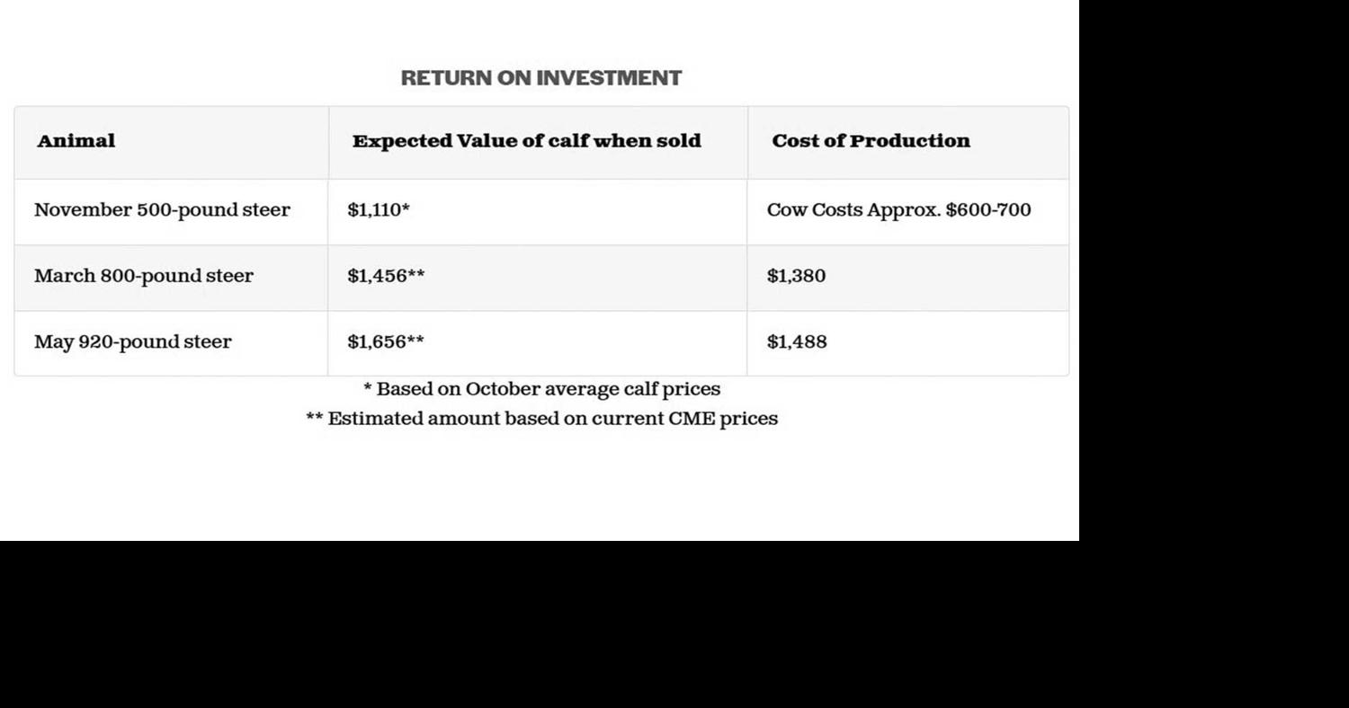 Sell the feeder calf or create a yearling?