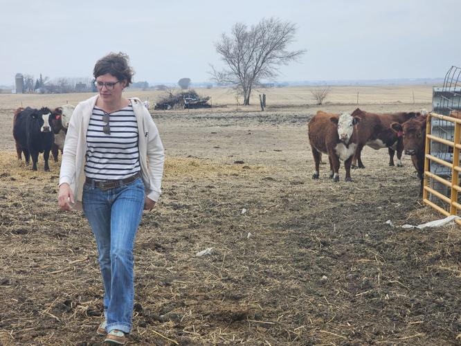 Melanie Bloom cattle March 2026 2.jpg