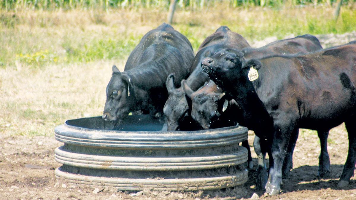Water demand on pasture