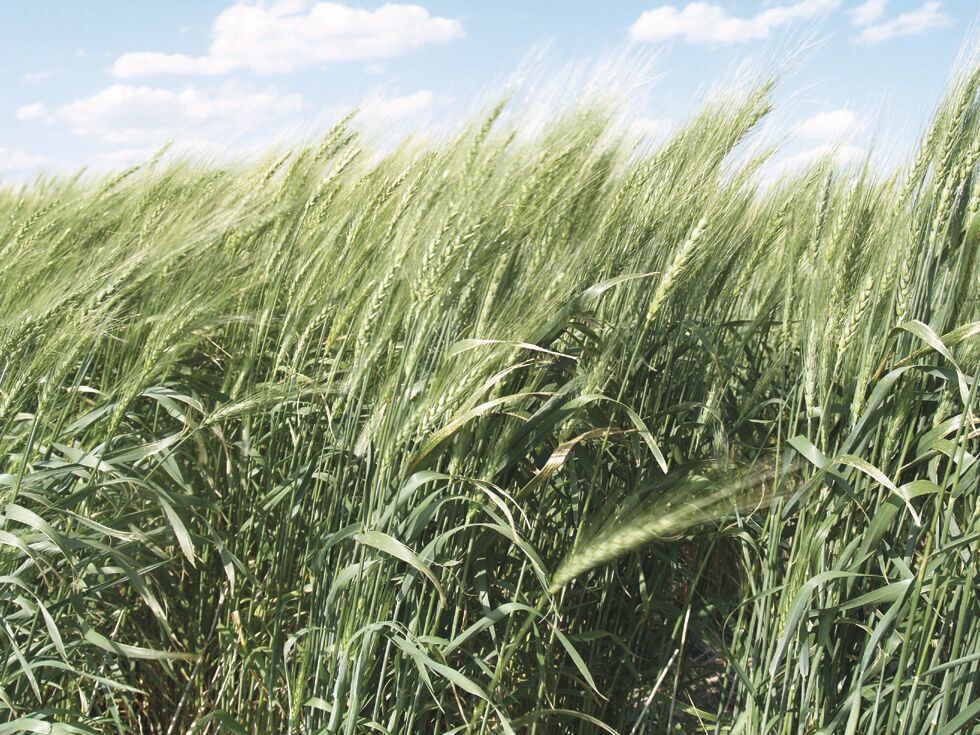 Spring wheat
