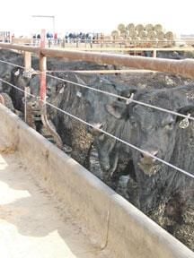 Heat stress model keeps cattle cool