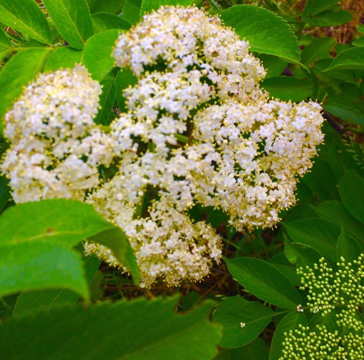 Elderberries bring purple prosperity Business