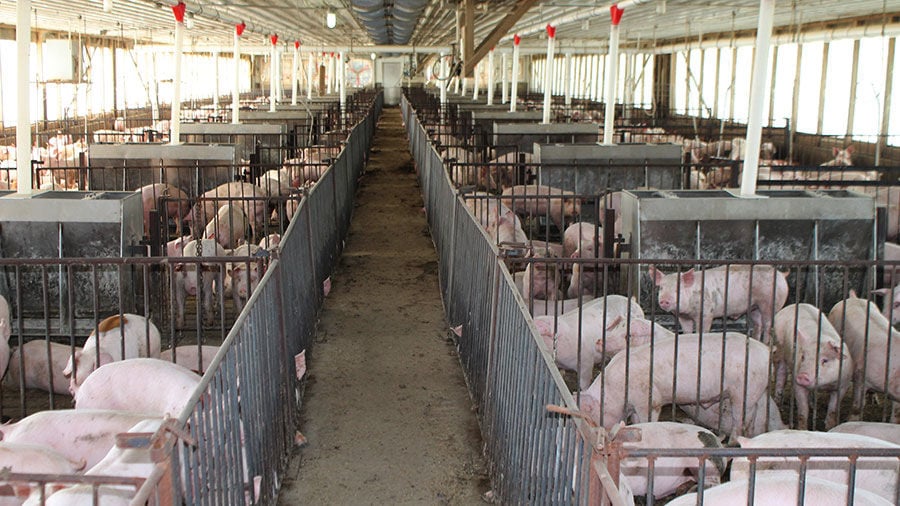 'Find the right balance' in pig diets: Pork Expo advice