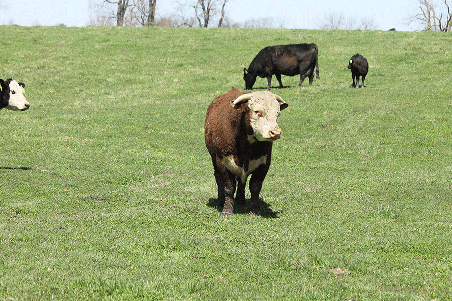 protecting herd