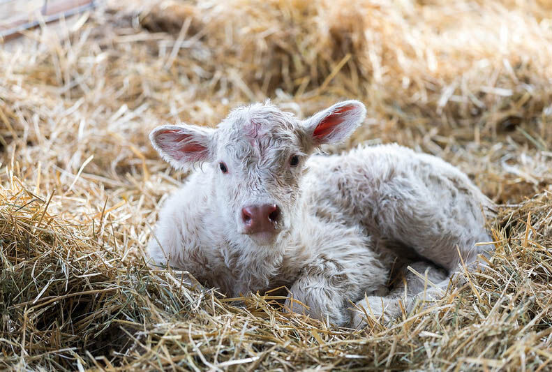 Charolais calf