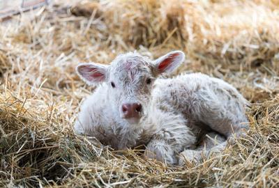 Charolais calf