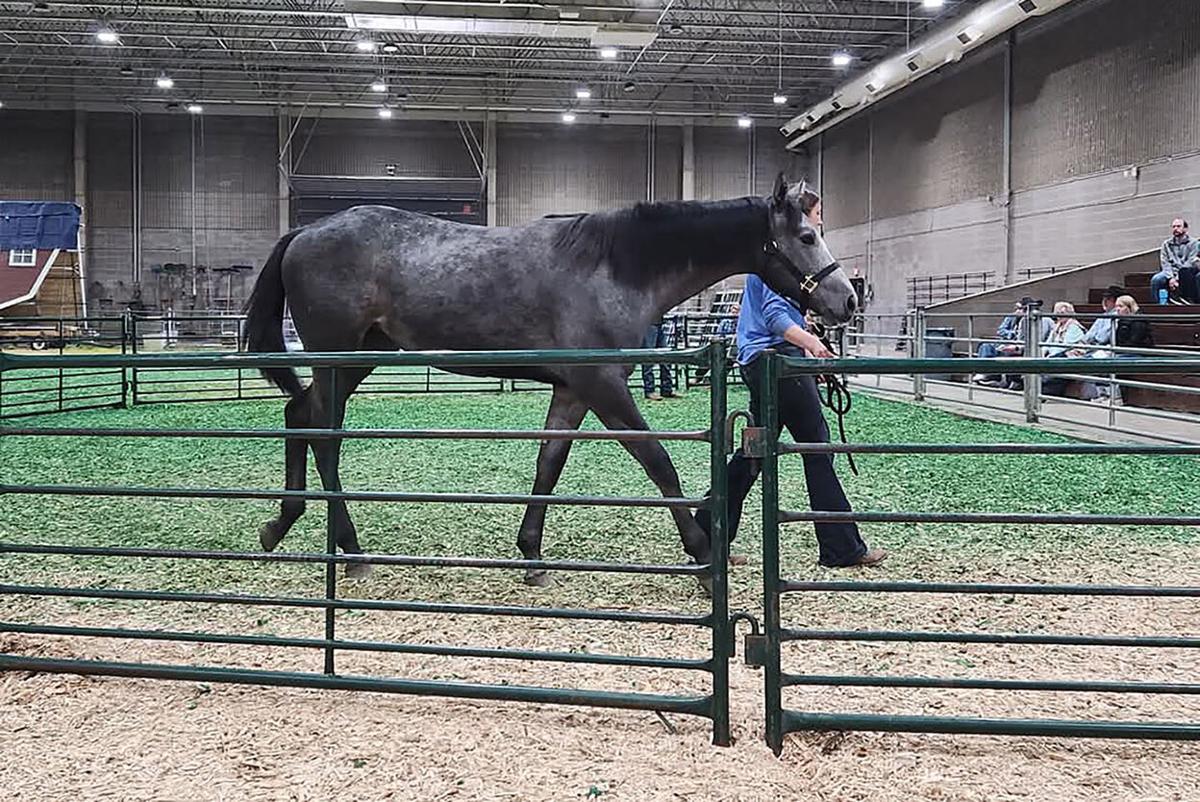 SDSU horse sale