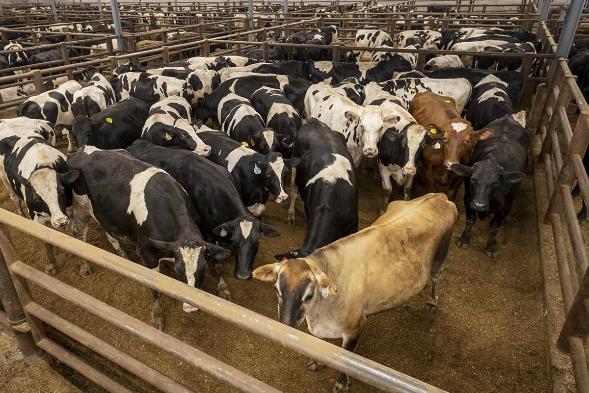 Barn features animal-welfare innovations