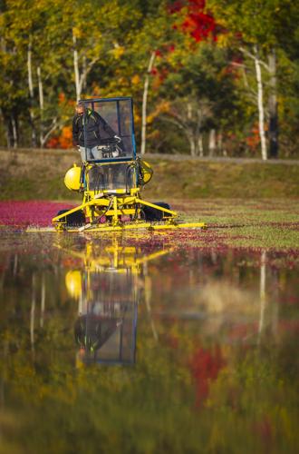 20140926_Cranberry_080.JPG
