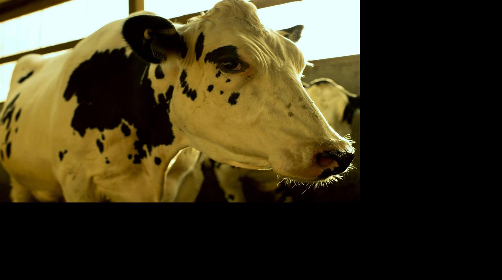 Holstein cow