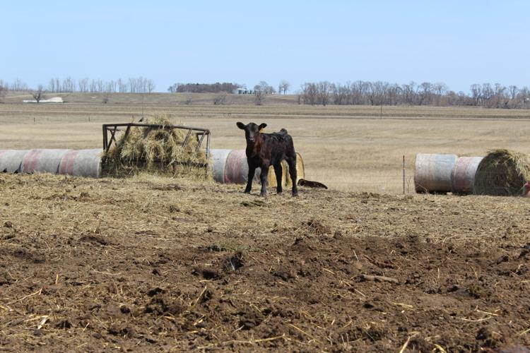 Crop Watcher Wittnebel (54).JPG