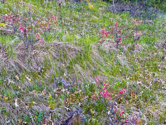 Wildflowers on farm hillside