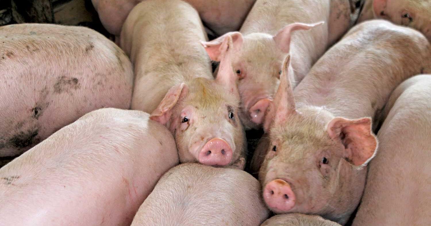 'Not much appetite' for hog expansion - Vimarsana News