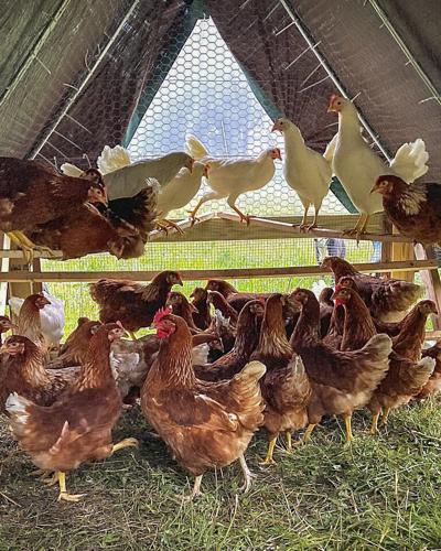 Chickens