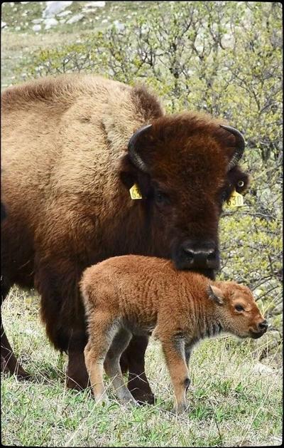 Two bison
