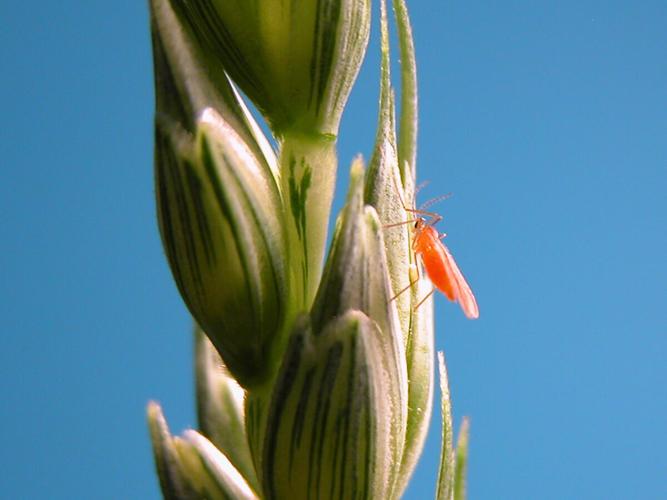 Wheat midge, Sitodiplosis mosellana