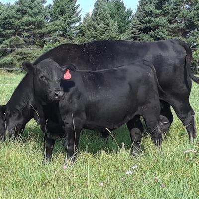 A Beckers Angus cow/calf pair on a summer day.