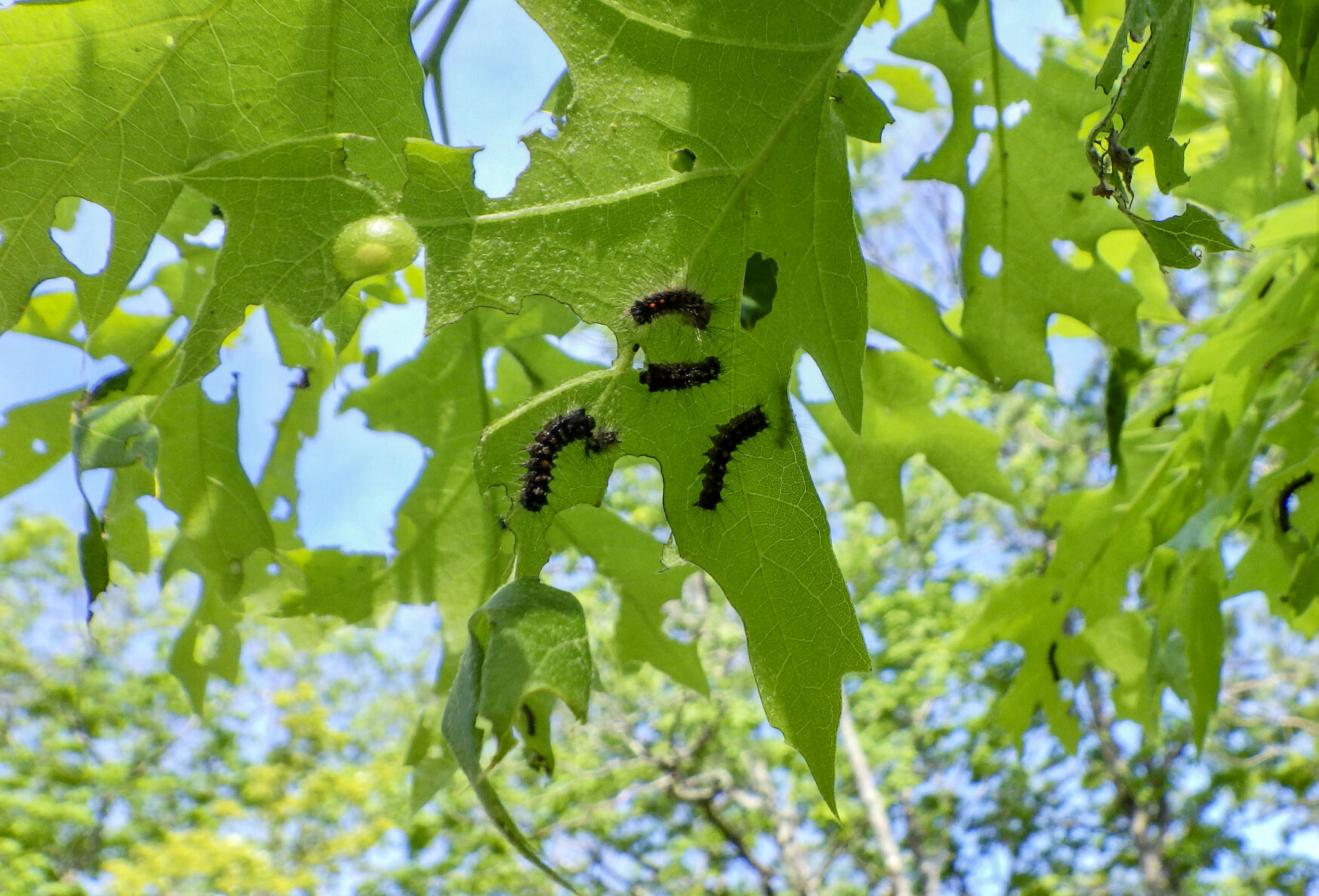Caterpillars