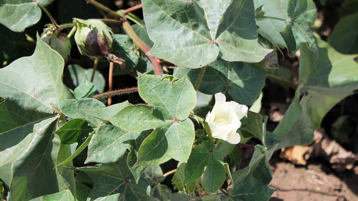 Missouri’s cotton crop