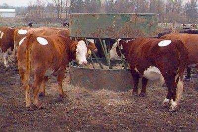 Bale Feeder Design Can Reduce Hay Waste Amid Shortage Midwest