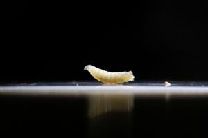 Screwworm confirmed in Texas