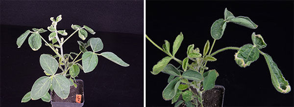 Dicamba damage, recovery a waiting game