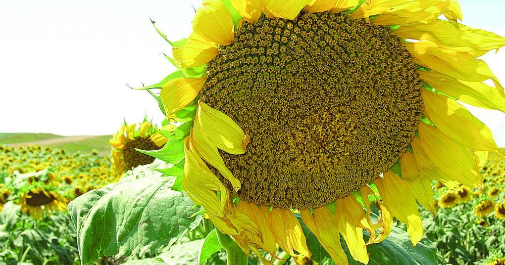 Sunflower production forecast higher in 2026