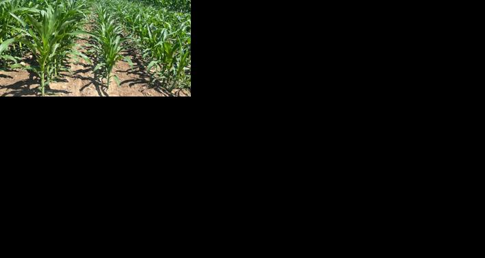 Interpret corn hybrid maturity ratings correctly