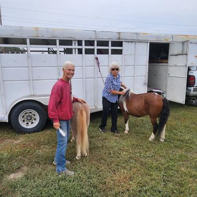 Montana Draft Horse Expo showcases breeds