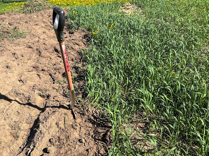 Digging fork in garden