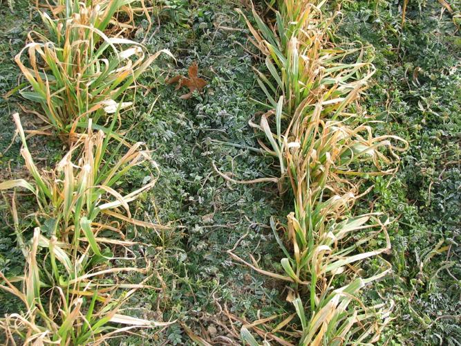 Oats cover crop
