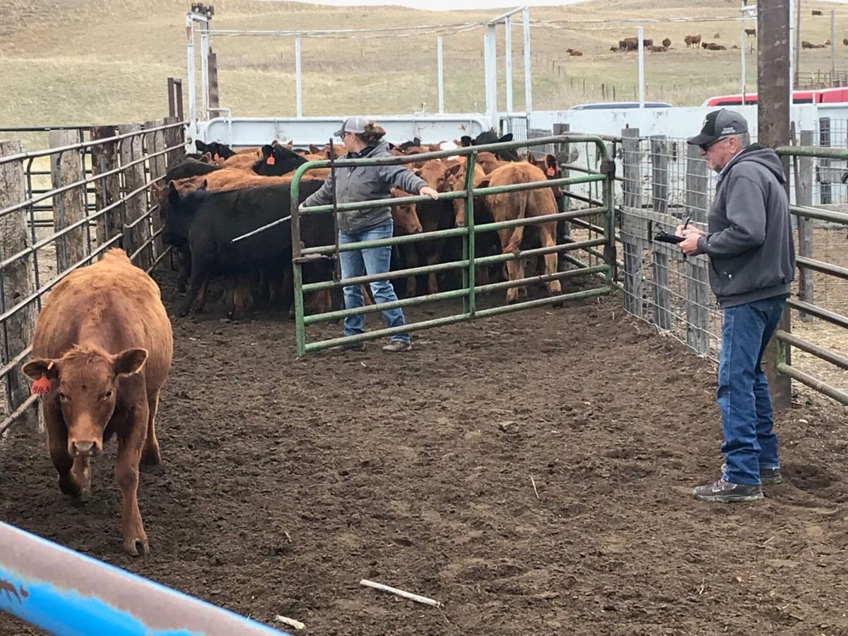 Nebraska Brand inspection