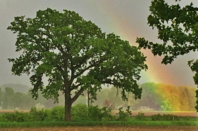 Tree with rainbow