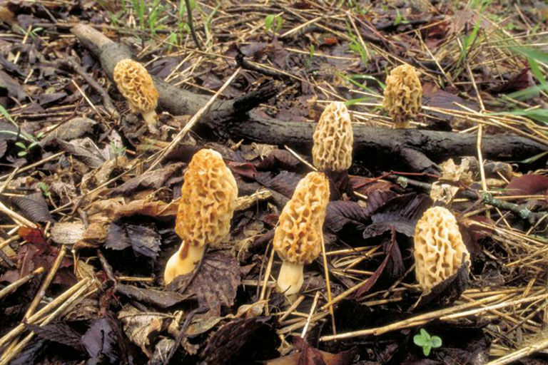 morel mushrooms