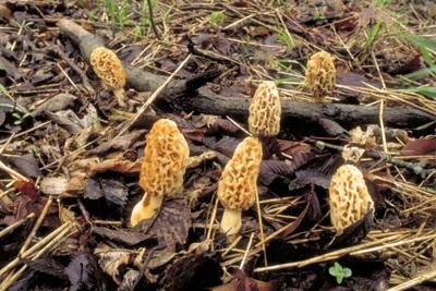 morel mushrooms