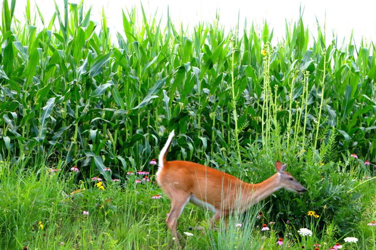 Deer