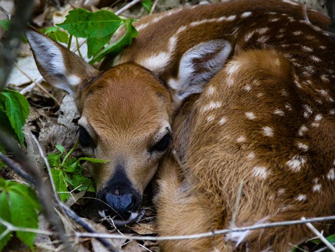 Fawn