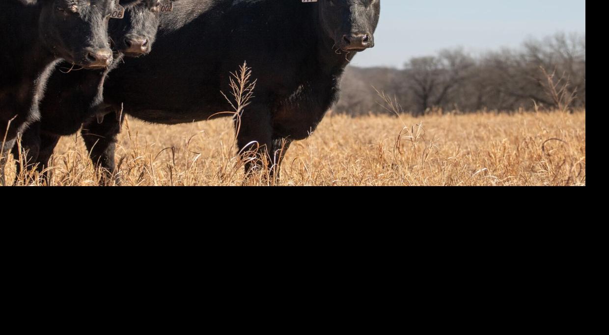 Bovine heart failure