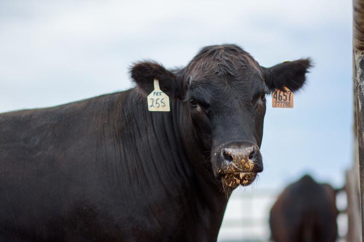 CAB Cattle data 2.jpg