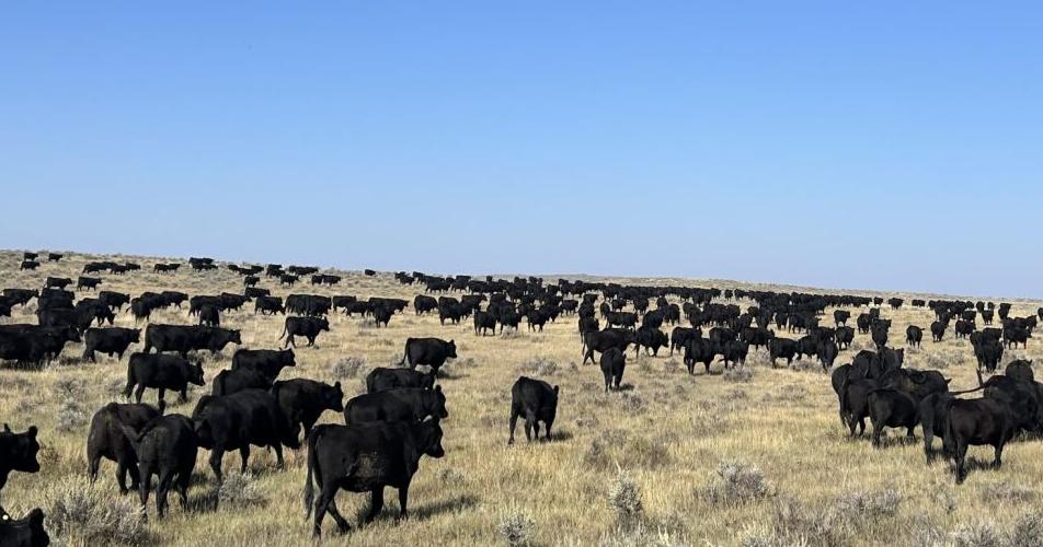 Rethink sustainability, uncover benefits of cattle ranching