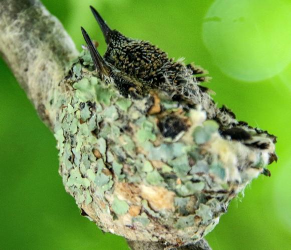 Hummingbirds
